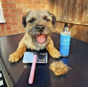 Dog after being brushed with fetched slicker brush. De-shedding tool